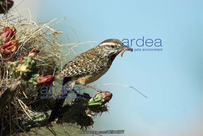 : Cactus wren - at entrance to nest with food in bill : Cactus wren - at entrance to nest with food in bill