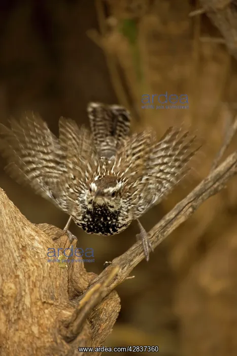 : Cactus Wren - Female engaging in mating behavior : Cactus Wren - Female engaging in mating behavior