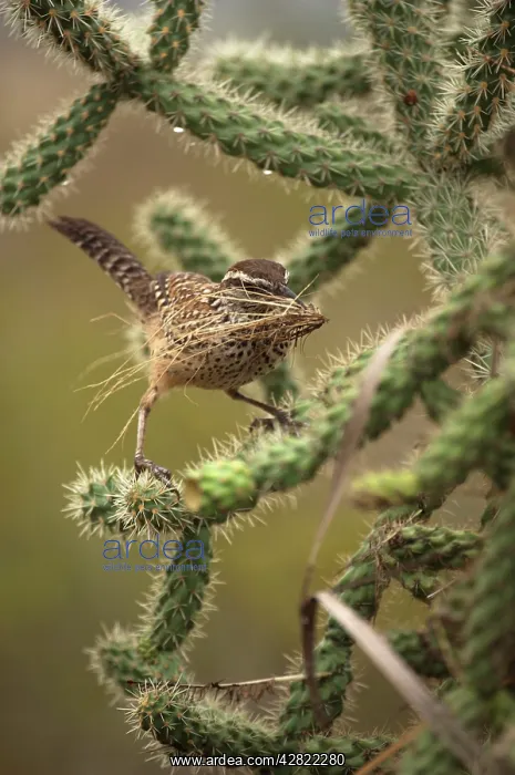 : Cactus Wren - gathering materials to build nest : Cactus Wren - gathering materials to build nest