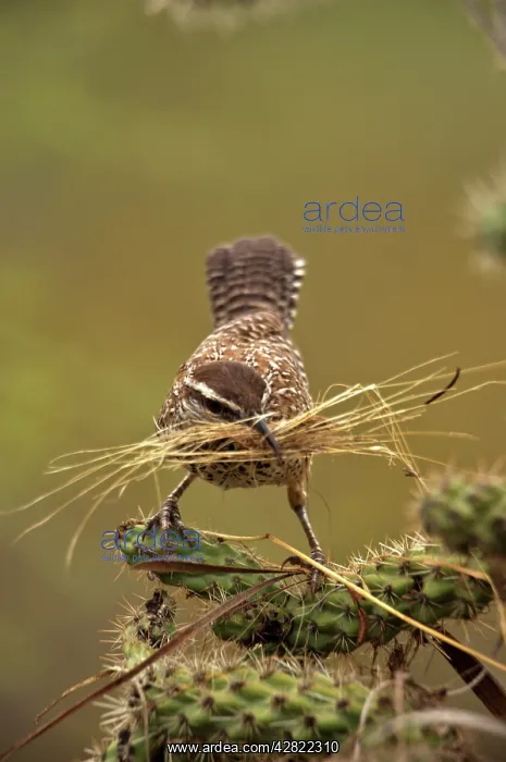 : Cactus Wren - gathering materials to build nest : Cactus Wren - gathering materials to build nest