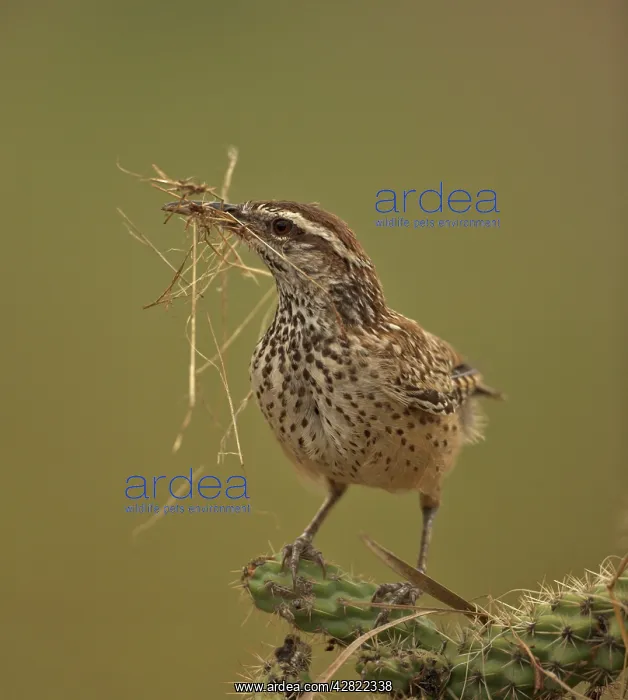 : Cactus Wren - gathering materials to build nest : Cactus Wren - gathering materials to build nest