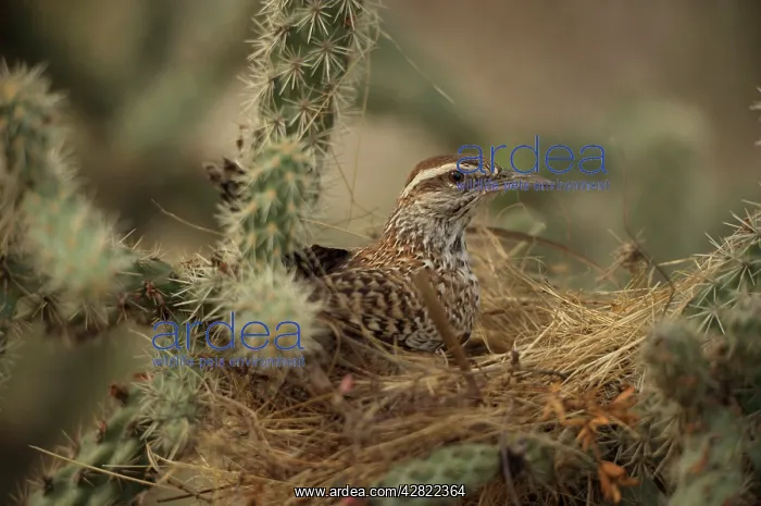: Cactus Wren - gathering materials to build nest : Cactus Wren - gathering materials to build nest