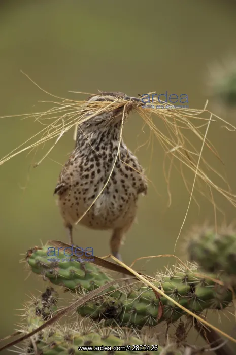 : Cactus Wren - gathering materials to build nest : Cactus Wren - gathering materials to build nest