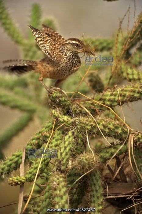 : Cactus Wren - gathering materials to build nest : Cactus Wren - gathering materials to build nest