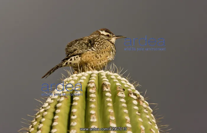 : Cactus Wren - on Giant Cactus (Saguaro) : Cactus Wren - on Giant Cactus (Saguaro)