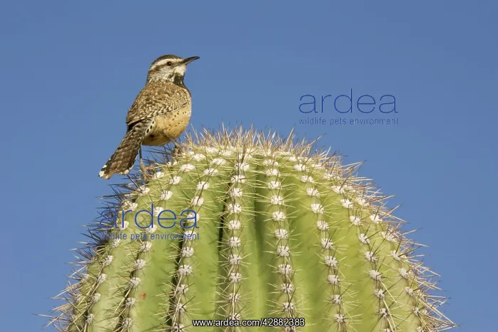 : Cactus Wren - On the lookout on a Giant Saguaro : Cactus Wren - On the lookout on a Giant Saguaro