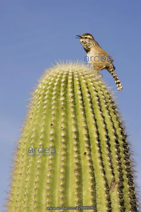 : Cactus Wren - On the lookout on a Giant Saguaro : Cactus Wren - On the lookout on a Giant Saguaro