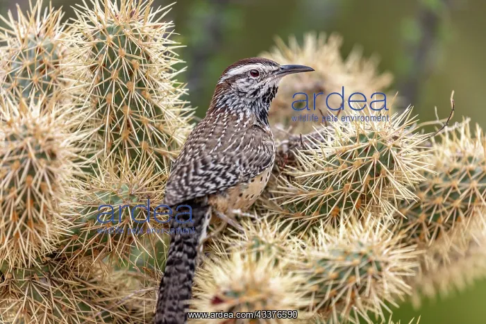 : Cactus Wren nest building in teddy bear cholla at : Cactus Wren nest building in teddy bear cholla at