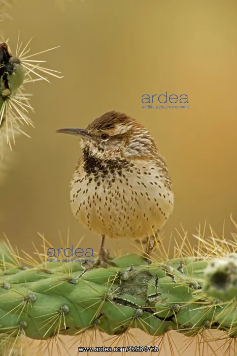 : Cactus Wren - perched on Cholla cactus (Opuntia spp.) : Cactus Wren - perched on Cholla cactus (Opuntia spp.)