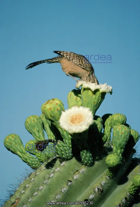  : Cactus WREN - on Saguaro