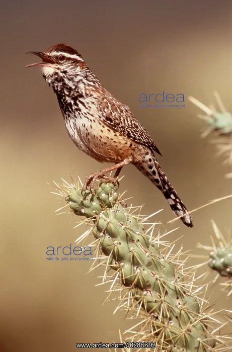 : CACTUS WREN - singing, on cactus : CACTUS WREN - singing, on cactus