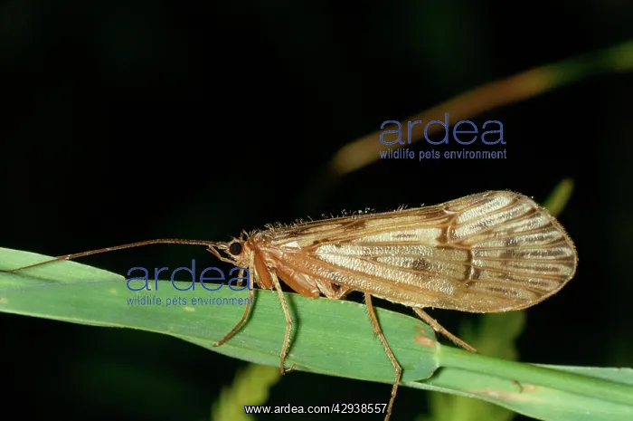  : CADDIS FLY