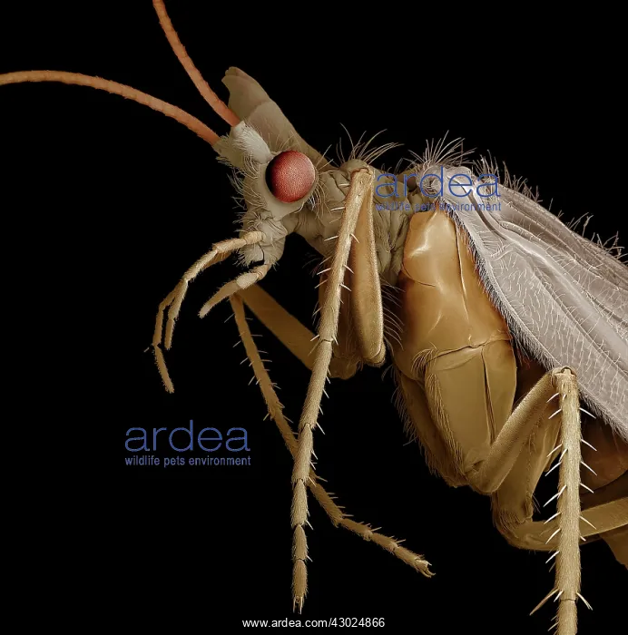 : Caddis Fly : Caddis Fly