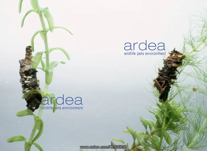 : CADDIS FLY LARVAE : CADDIS FLY LARVAE