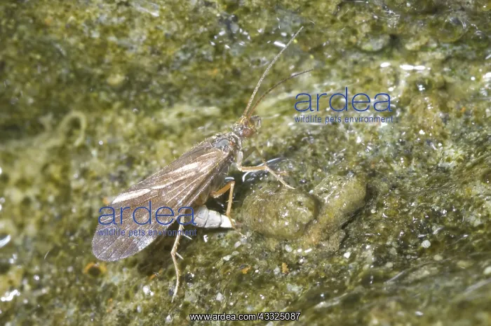 : Caddis fly laying eggs : Caddis fly laying eggs