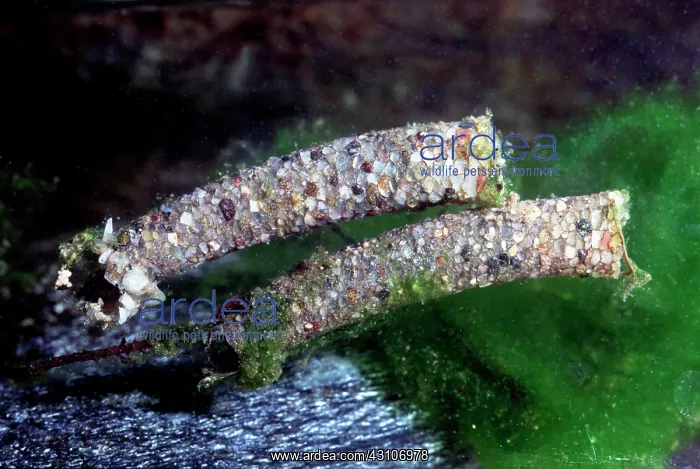 : Caddisflies larva, Trichoptera, captive, France : Caddisflies larva, Trichoptera, captive, France