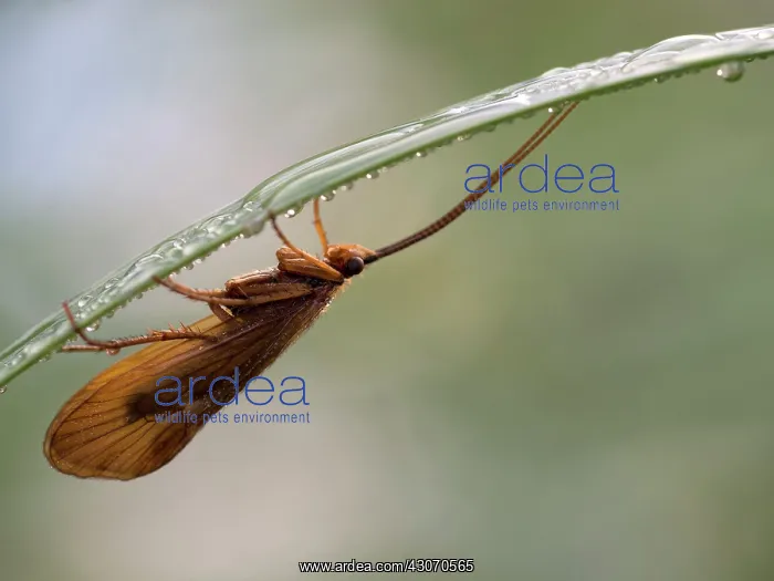 : Caddisfly (Phacopteryx brevipennis) just got out of its cocoon : Caddisfly (Phacopteryx brevipennis) just got out of its cocoon