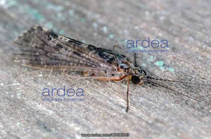 : Caddisfly Adult : Caddisfly Adult