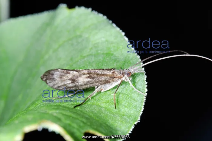 : Caddisfly Adult : Caddisfly Adult