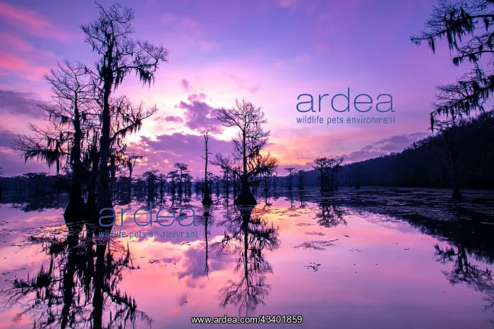 : Caddo Lake at sunrise : Caddo Lake at sunrise