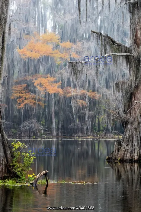 : Caddo Lake, Texas : Caddo Lake, Texas