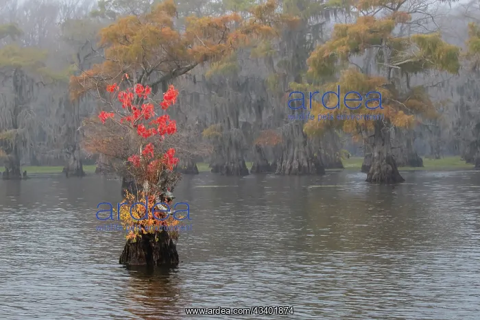 : Caddo Lake, Texas with Chinese tallow in fall color : Caddo Lake, Texas with Chinese tallow in fall color
