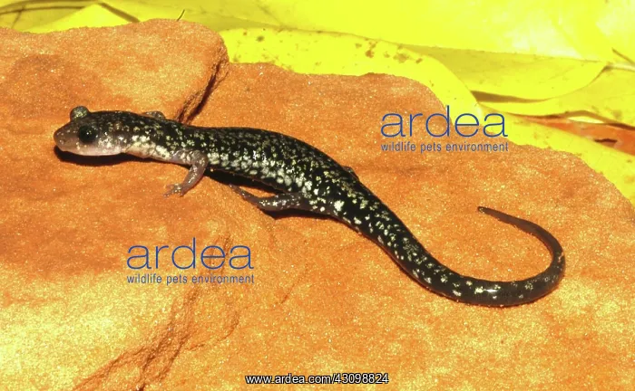 : Caddo Mountain Salamander : Caddo Mountain Salamander