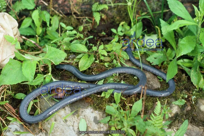  : Caecilian. Divisoria Loreto, Peru