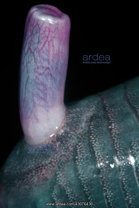 : Caecilian Phallodeum : Caecilian Phallodeum