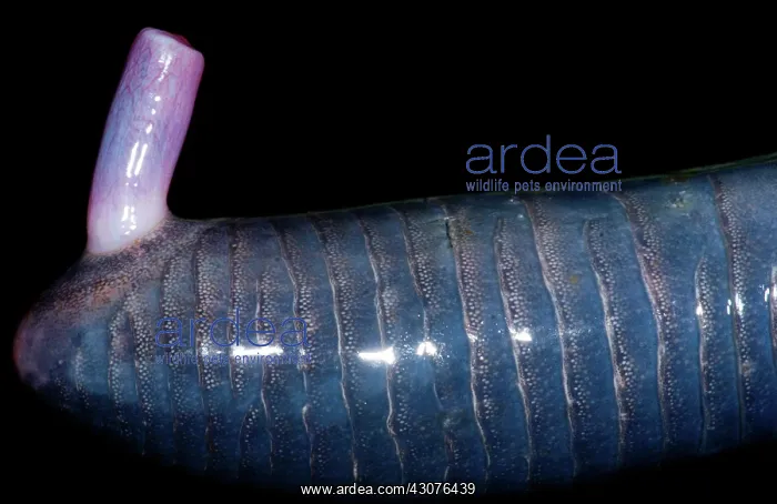 : Caecilian Phallodeum : Caecilian Phallodeum