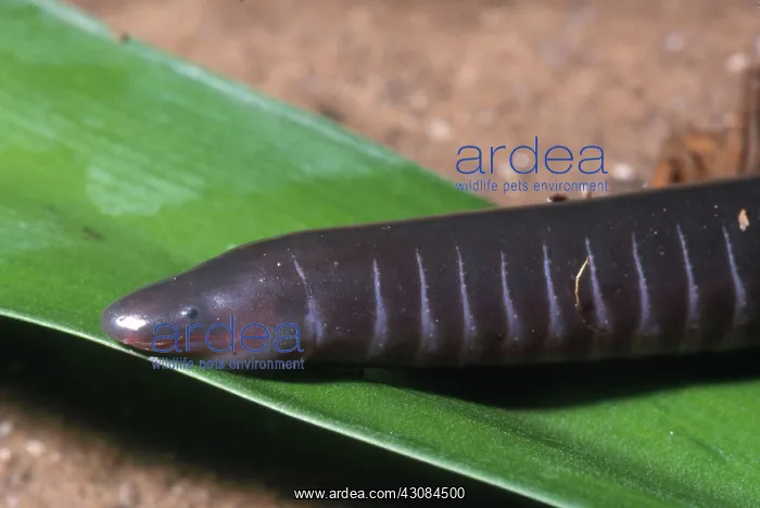 : Caecilian Portrait : Caecilian Portrait