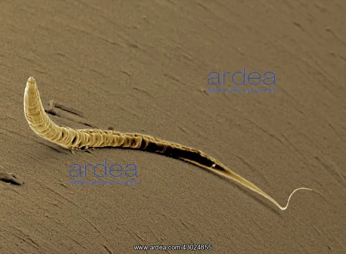 : Caenorhabditis elegans : Caenorhabditis elegans