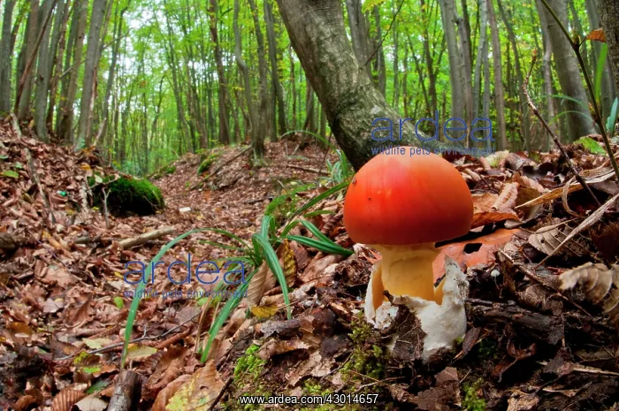: Caesar's Mushroom in its natural environment : Caesar's Mushroom in its natural environment
