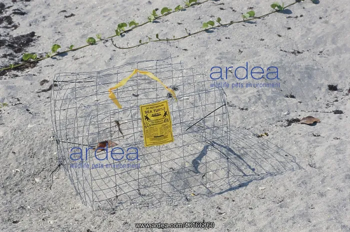 : Cage Protecting Sea Turtle Nest : Cage Protecting Sea Turtle Nest