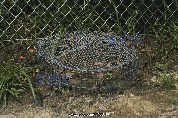: Cage Protecting Turtle Eggs : Cage Protecting Turtle Eggs