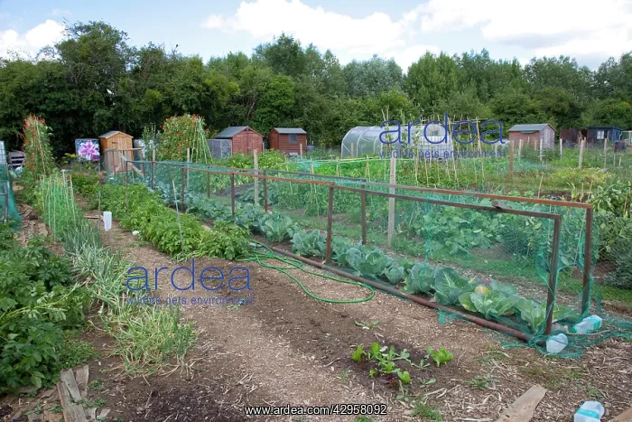 : Cages with netting protecting cabbages - on community : Cages with netting protecting cabbages - on community