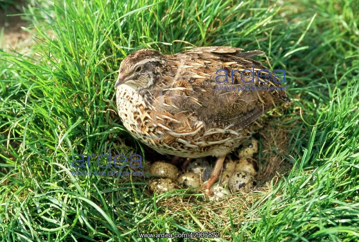 : CAILLE QUAIL - on nest, with eggs : CAILLE QUAIL - on nest, with eggs