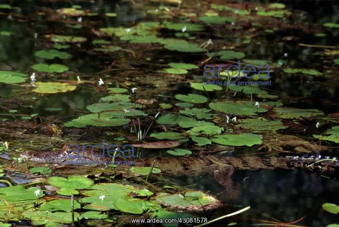 : Caiman (Caiman crocodylus) camouflaged among lily pads. Belize : Caiman (Caiman crocodylus) camouflaged among lily pads. Belize