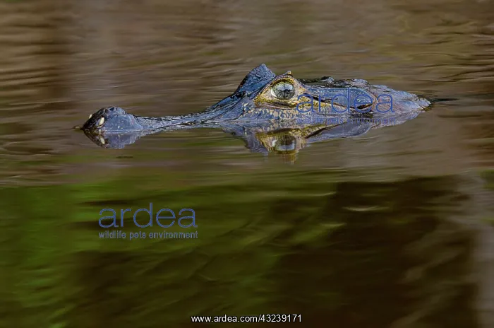 : Caiman are Alligators with a narrow snout : Caiman are Alligators with a narrow snout
