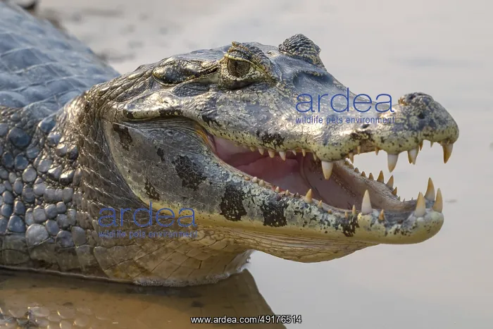 : Caiman (Caimaninae), Crocodile (Alligatoridae) : Caiman (Caimaninae), Crocodile (Alligatoridae)