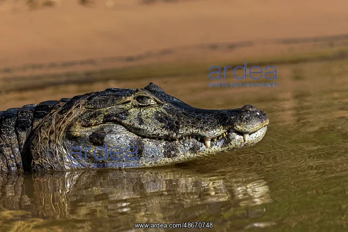 : Caiman along Cuiaba River, Pantanal, Brazil : Caiman along Cuiaba River, Pantanal, Brazil