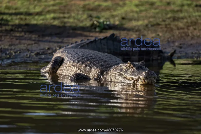 : Caiman in the Cuiaba River, Pantanal, Brazil : Caiman in the Cuiaba River, Pantanal, Brazil