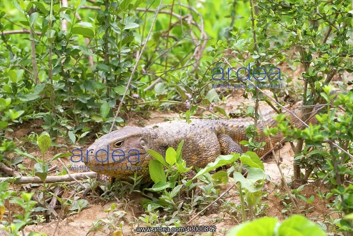 : Caiman Lizard : Caiman Lizard