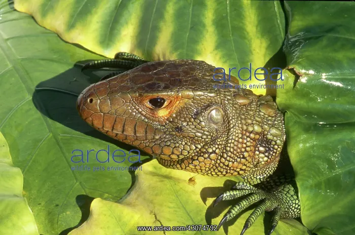 : Caiman Lizard : Caiman Lizard
