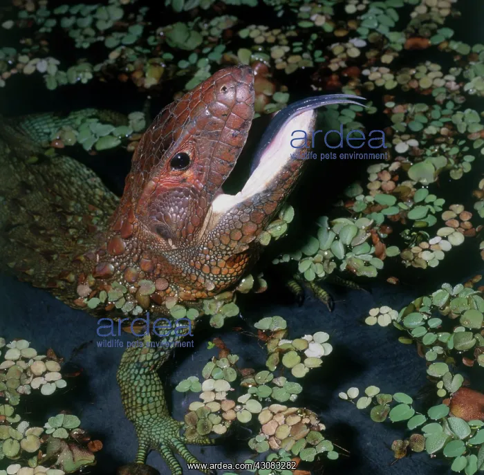 : Caiman Lizard : Caiman Lizard