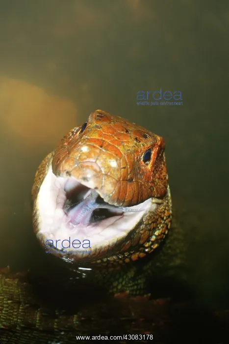 : Caiman Lizard (Dracaena guianensis) : Caiman Lizard (Dracaena guianensis)