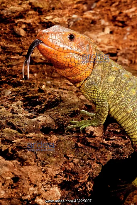 : Caiman Lizard, Dracaena guianensis, Native : Caiman Lizard, Dracaena guianensis, Native