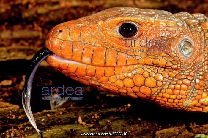 : Caiman Lizard, Dracaena guianensis, Native : Caiman Lizard, Dracaena guianensis, Native