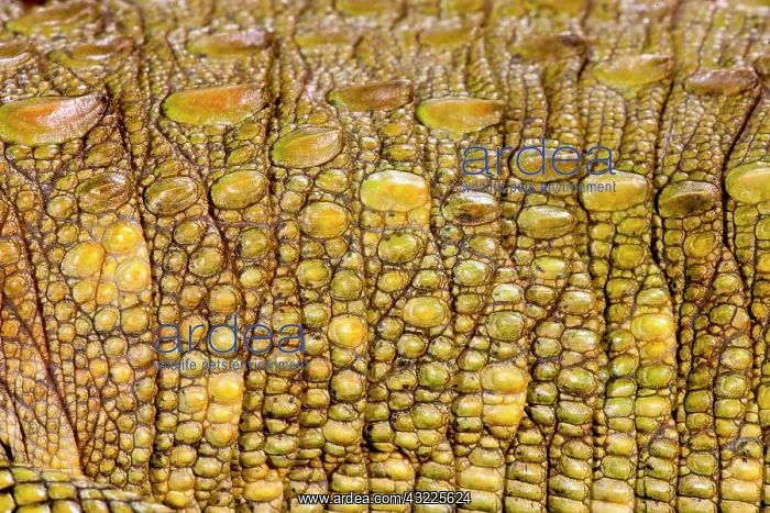: Caiman Lizard, Dracaena guianensis, Native : Caiman Lizard, Dracaena guianensis, Native