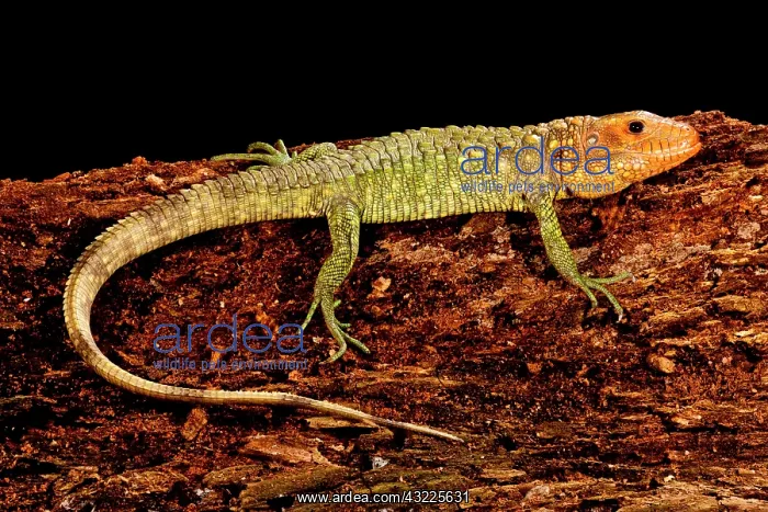 : Caiman Lizard, Dracaena guianensis, Native : Caiman Lizard, Dracaena guianensis, Native